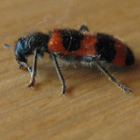 Gemeiner Bienenkäfer - Trichodes apiarius