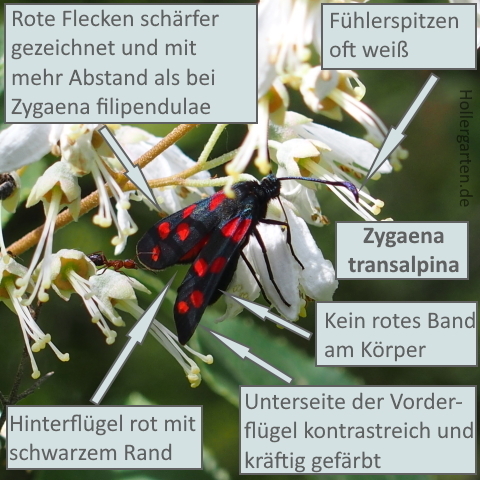 Hufeisenklee-Widderchen - Zygaena transalpina