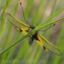 Langfühleriger Schmetterlingshaft - Libelloides longicornis