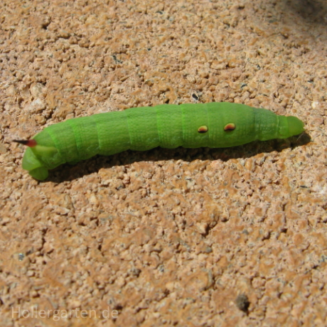 grüne Raupe mittlerer Weinschwärmer - Deilephila elpenor