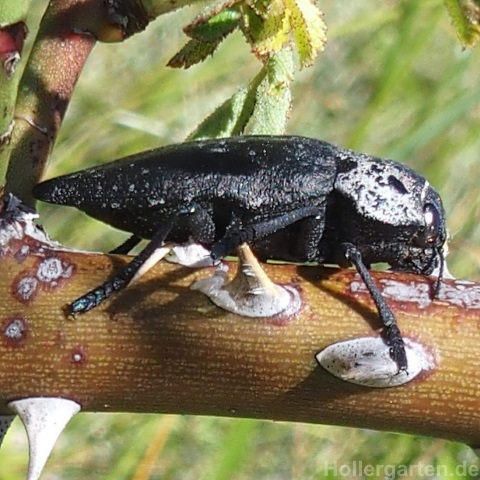 Pfirsichprachtkaefer - Capnodis tenebrionis