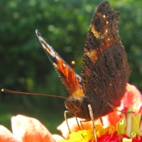 Flügelunterseite Tagpfauenauge - Inachis io