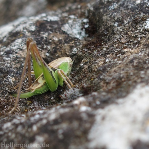 Zweifarbige Beißschrecke - Bicolorana bicolor