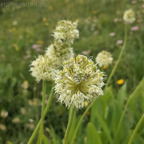 Allermannsharnisch - Allium victorialis