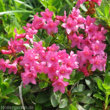 Almrausch - Rhododendron hirsutum