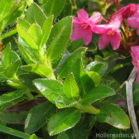 Almrausch - Rhododendron hirsutum