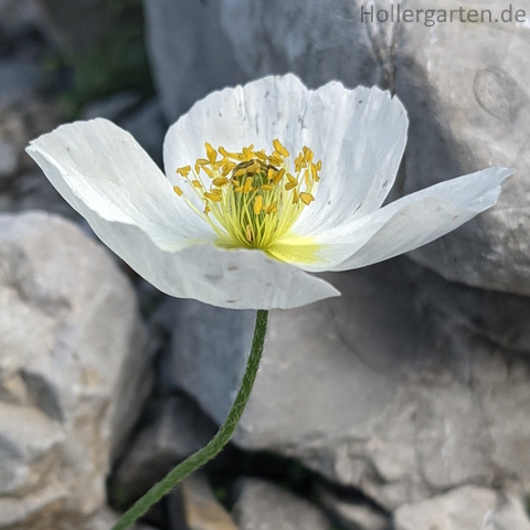 Alpen-Mohn - Blüte
