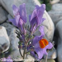 Blüten Alpen-Leinkraut