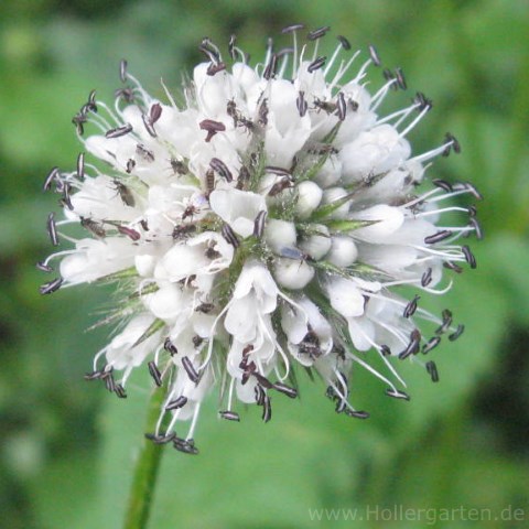 Blüte behaarte Karde - Dipsacus pilosus