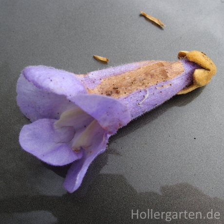 Blüte Blauglockenbaum - Paulownia tomentosa