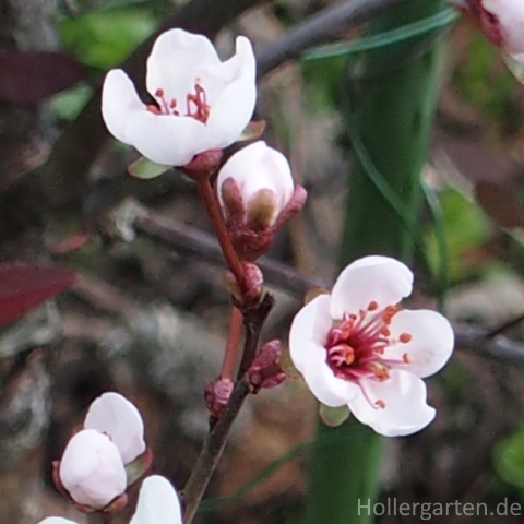 Zwerg-Blutpflaume - Prunus cistena
