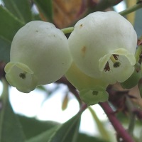 Blüten westlicher Erdbeerbaum - Arbutus unedo