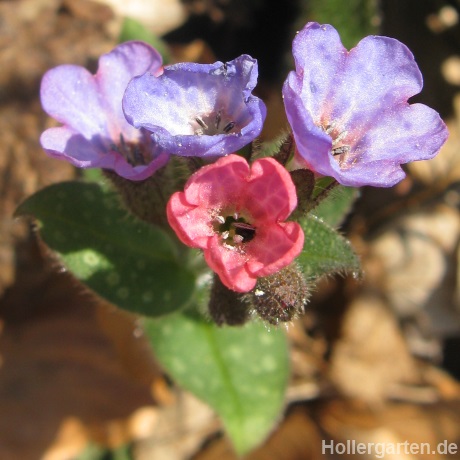 Blüten geflecktes Lungenkraut - Pulmonaria officinalis