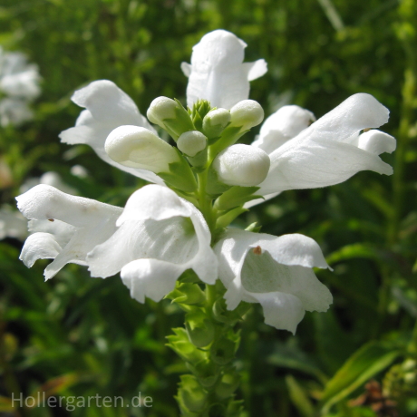 weiße Gelenkblume - Physostegia virginiana