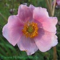 rosa Herbstanemone - Anemone hupehensis