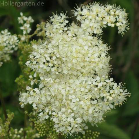 Blüten schwarzer Holunder - Sambucus nigra