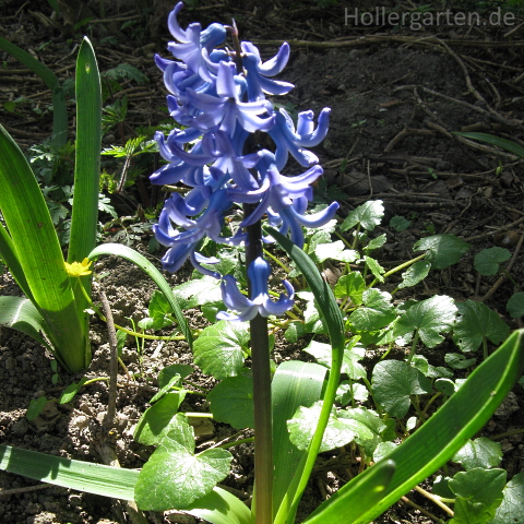 blaue Gartenhyazinthe - Hyacinthus orientalis