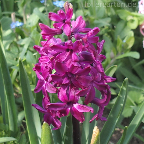 purpur Gartenhyazinthe - Hyacinthus orientalis