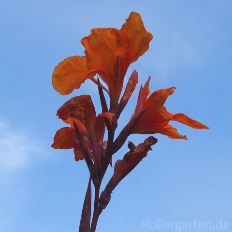 orange blühendes indisches Blumenrohr