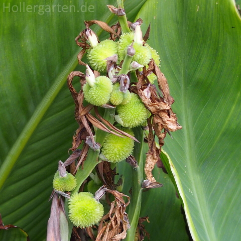 Früchte indisches Blumenrohr - Canna indica