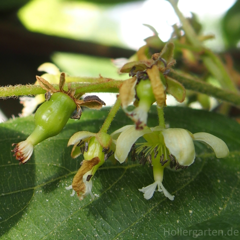 Actinidia arguta - Blüten und Fruchtansatz