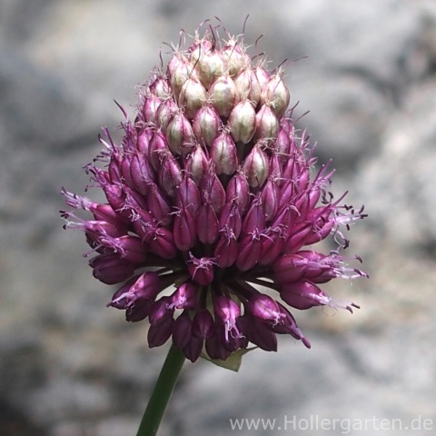 Kugelköpfiger Lauch - Allium sphaerocephalon