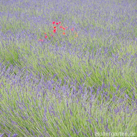 Lavendelfeld Provence