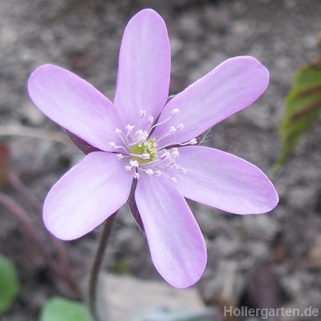 Blüte Leberblümchen - Hepatica nobilis