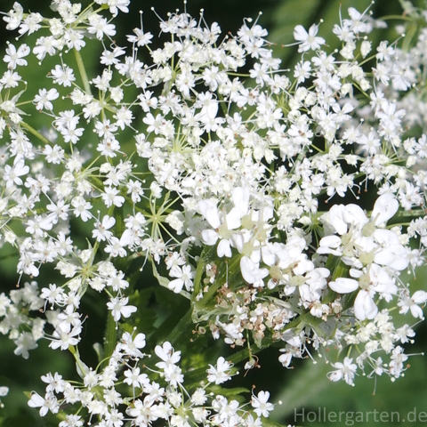 Blüten - Myrrhis odorata