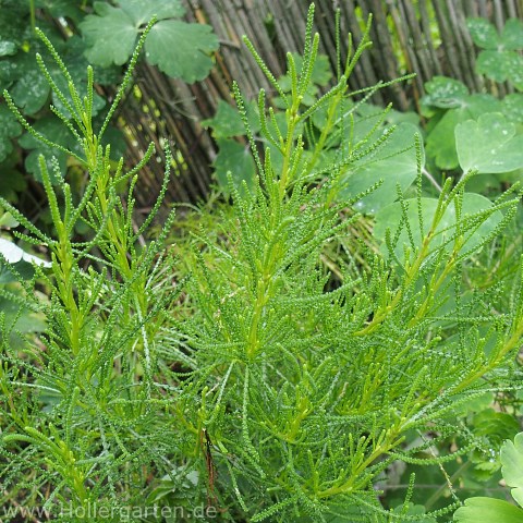 Blattform Olivenkraut - Santolina viridis