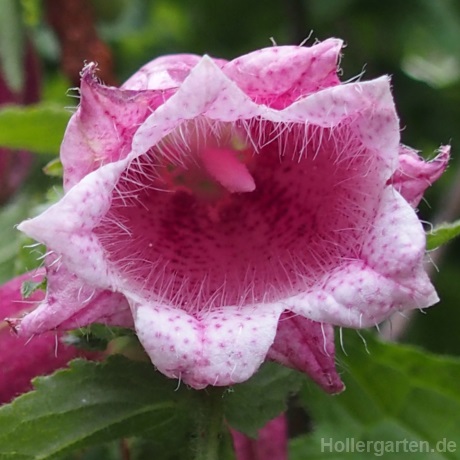 Blüte punktierte Glockenblume Drachenblut - Campanula punctata
