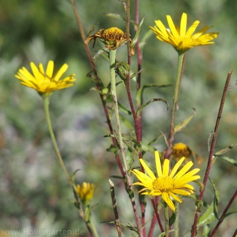 Rindsauge - Buphthalmum salicifolium