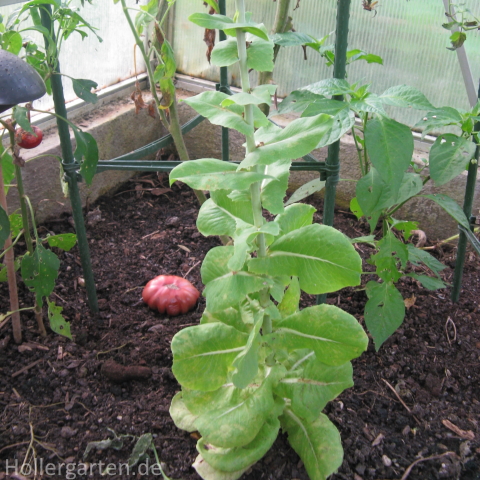 Gartensalat - Lactuca sativa