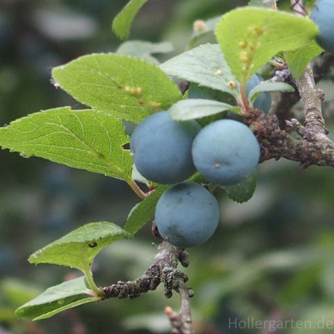 Früchte Schlehe - Prunus spinosa