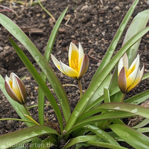 Tarda-Tulpe - Tulipa tarda