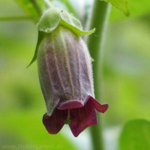 Blüte schwarze Tollkirsche - Atropa belladonna