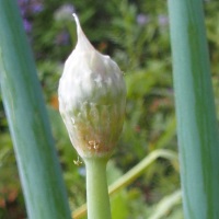 Knospe Winterhcke - Allium fistulosum