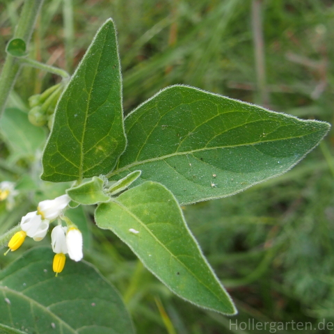Solanum chenopodioides - Blüte und Blattform