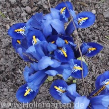 dichte Blüten der Zwerg-Iris