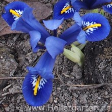 Blüte Zwerg-Iris