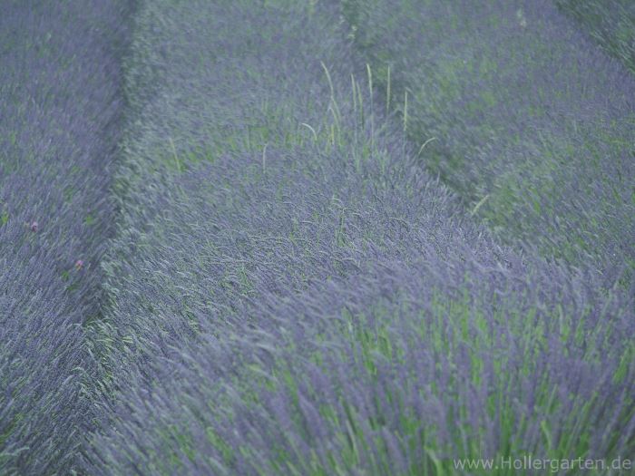Lavendelfeld ind der Provence