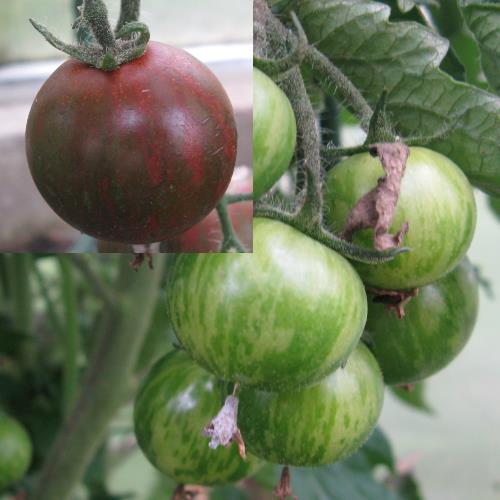 Tomate Zebrino