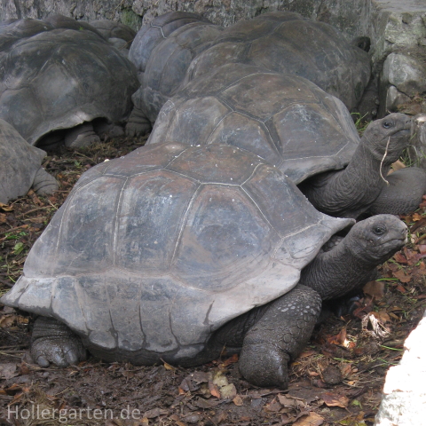 Aldabra-Riesenschildkröte - Aldabrachelys gigantea