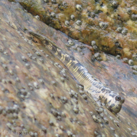 Weibchen Kammzahnschleimfisch - Alticus anjouanae