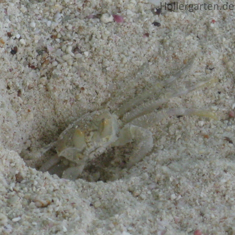Geisterkrabbe - Ocypode pallidula
