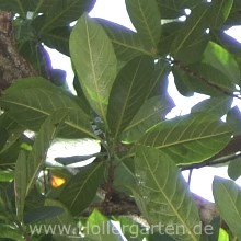 Jackfruchtbaum - Blattform