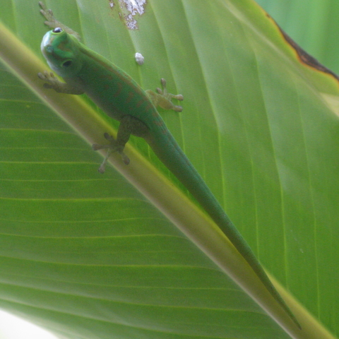Kleiner Seychellen-Taggecko - Phelsuma astriata semicarinata