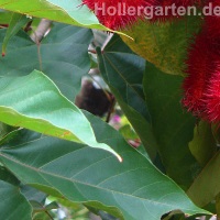 Blattform Lippenstiftbaum (Annattostrauch)