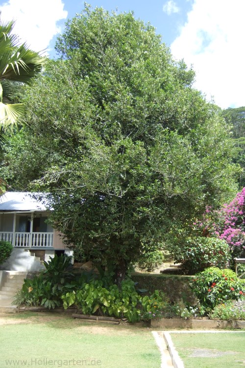 Muskatnussbaum - Myristica fragrans