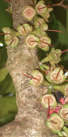 Wasserapfel - Syzygium malaccense